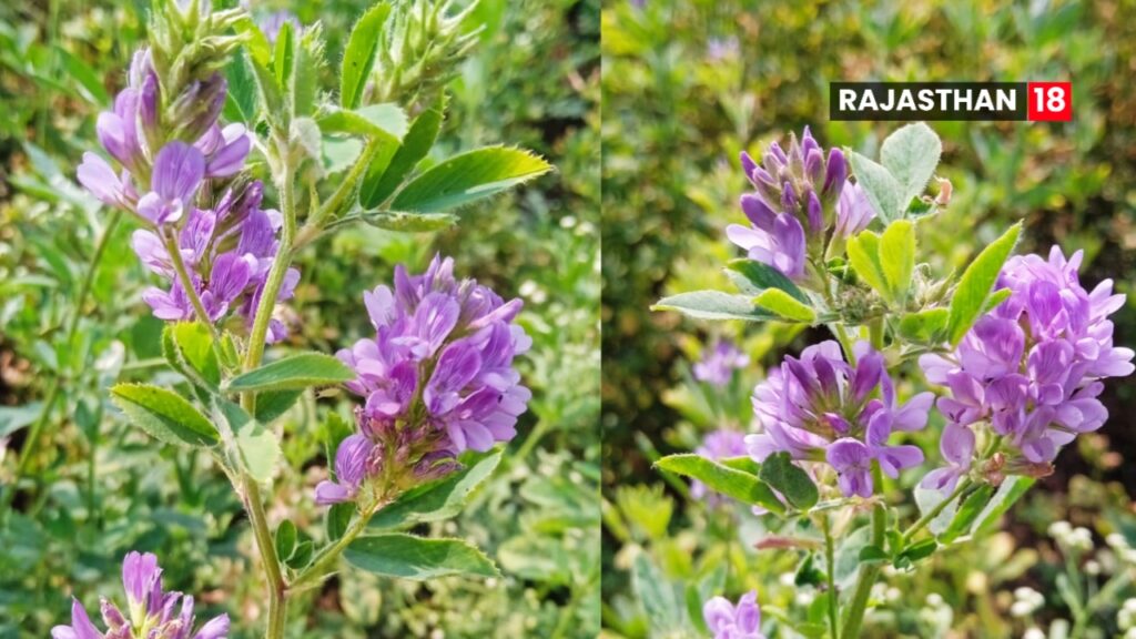 मेथी घास (लहसुन घास) में फूलधारणा; बीज बनने की महत्वपूर्ण अवस्था