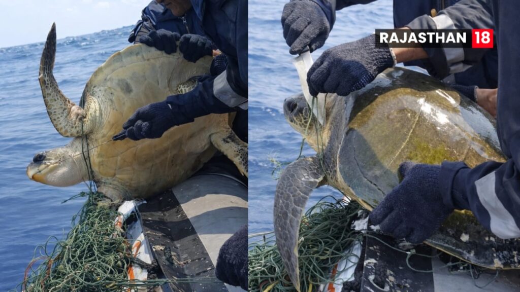 Indian Coast Guard Ship ‘Sagar’ Rescues Olive Ridley Turtle from Fishing Net
