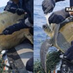 Indian Coast Guard Ship ‘Sagar’ Rescues Olive Ridley Turtle from Fishing Net