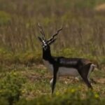 Dholpur: More Than 30 Blackbucks Spotted During Wildlife Census